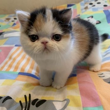 エキゾチックショートヘア【東京都・女の子・2019年1月23日・キャリコ（ショートヘア）】の写真「キャリコは希少です！！」