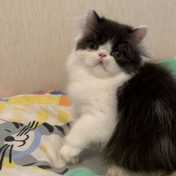 エキゾチックショートヘア【東京都・女の子・2019年2月16日・ブラックアンドホワイト（ロングヘア）】の写真「ブラックアンドホワイトの女の子です！」