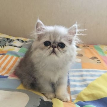 ペルシャ(チンチラ)【東京都・男の子・2018年6月28日・シェーデッドシルバー】の写真「パパはRWグランドチャンピオンです」