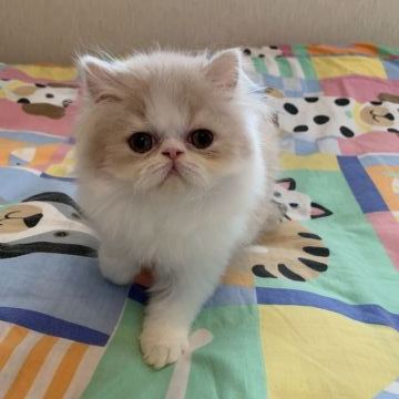 エキゾチックショートヘア【東京都・男の子・2019年6月15日・クリームアンドホワイト（ロングヘア）】の写真「なかなかのブサカワです！」