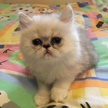 ペルシャ(チンチラ)【東京都・男の子・2018年9月17日・シェーデッドシルバー】の写真「パパはRWグランドチャンピオンです。」