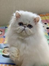 ぶさかわ 鼻ぺちゃな猫種を探す 専門ブリーダー直販の子猫販売 みんなの子猫ブリーダー ぶさかわ 鼻ぺちゃな猫種を探す 専門ブリーダー直販の子猫販売 みんなの子猫ブリーダー