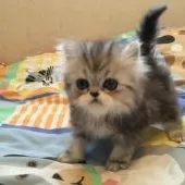 エキゾチックロングヘア【東京都・男の子・2016年6月4日・シルバータビー】の写真2