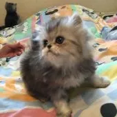 エキゾチックロングヘア【東京都・男の子・2016年6月4日・シルバータビー】の写真4