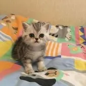 エキゾチックショートヘア【東京都・女の子・2018年5月25日・シルバータビー】の写真5