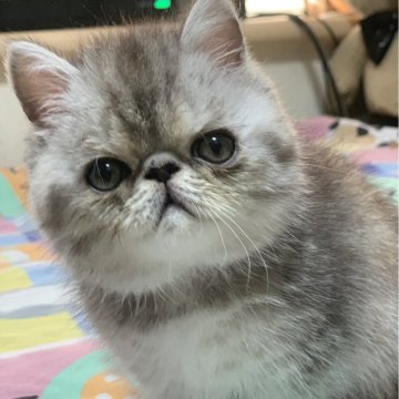 エキゾチックショートヘア【東京都・女の子・2025年11月14日・シルバーパッチドタビー（ロングヘア）】の写真「久しぶりの柄物です。」