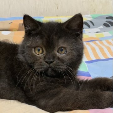 エキゾチックショートヘア【東京都・男の子・2025年7月22日・ブラック（ショートヘア）】の写真「熊だ！逃げろー」