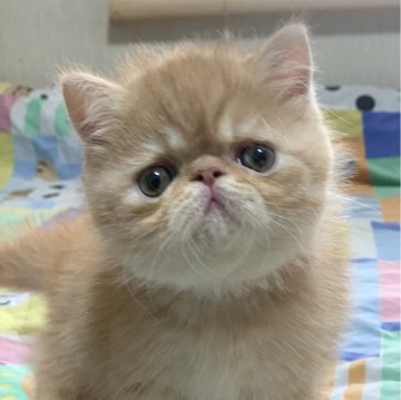 エキゾチックショートヘア【東京都・男の子・2025年4月25日・レッドタビー（ショートヘア）】の写真「かなりのショータイプです。」