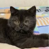 エキゾチックショートヘア