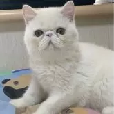 エキゾチックショートヘア