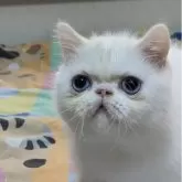 エキゾチックショートヘア【東京都・男の子・2025年7月22日・ホワイト】の写真5