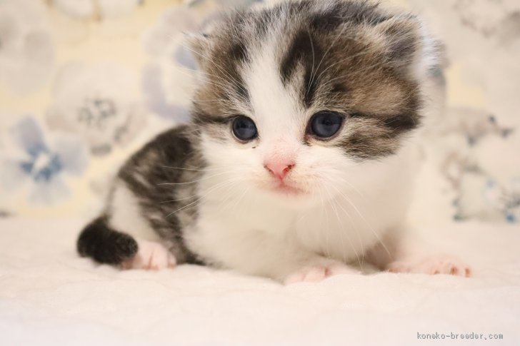 10 14生れ スコティッシュフォールド5兄妹 深口秀人ブリーダー みんなの子猫ブリーダー 10 14生れ スコティッシュフォールド5兄妹 深口秀人ブリーダー みんなの子猫ブリーダー