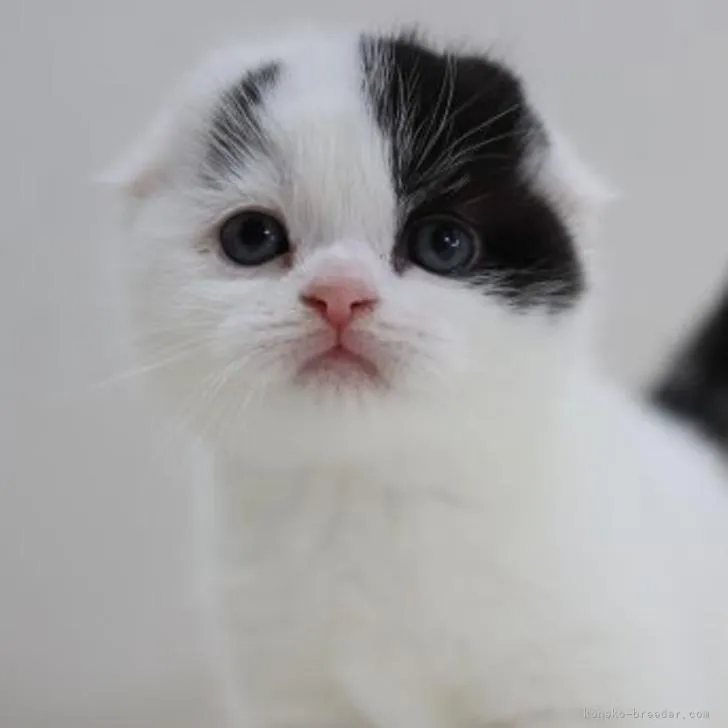 ID:2211-02675の子猫