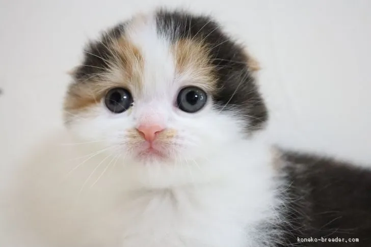 ID：2103-00823の子猫