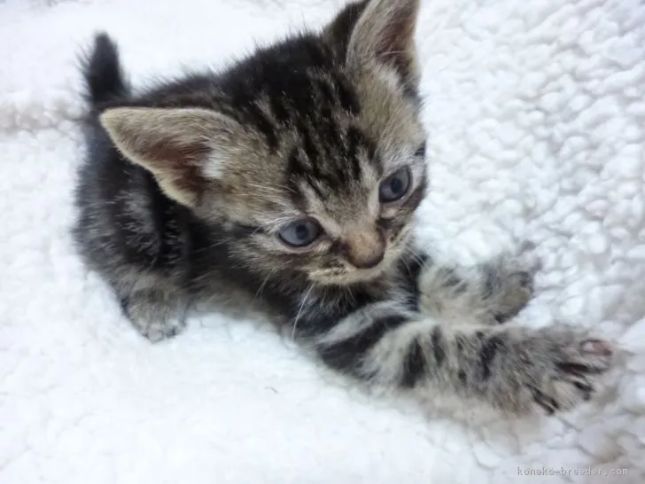 ID：1703-00027の子猫