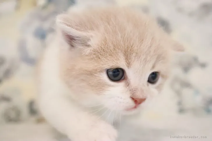 ID:2106-00703の子猫