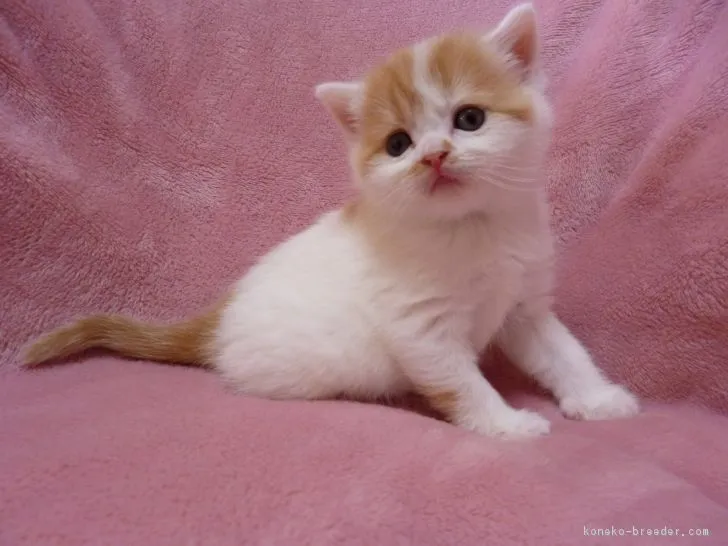 ID：1704-01197の子猫