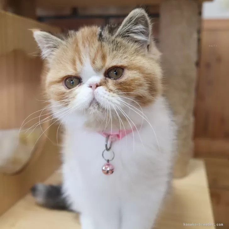ID:2310-00885の子猫