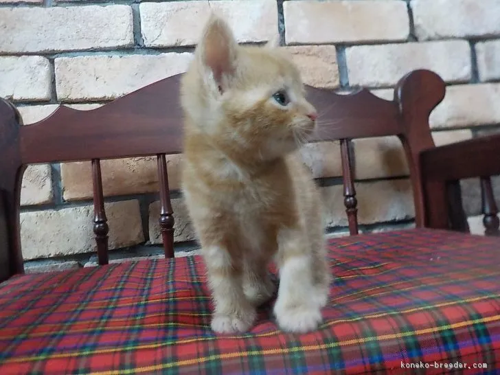 ID：1702-00662の子猫