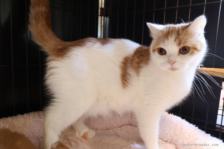 スコティッシュフォールド【・女の子・2024年4月6日・レッド&amp;ホワイト】「１歳」