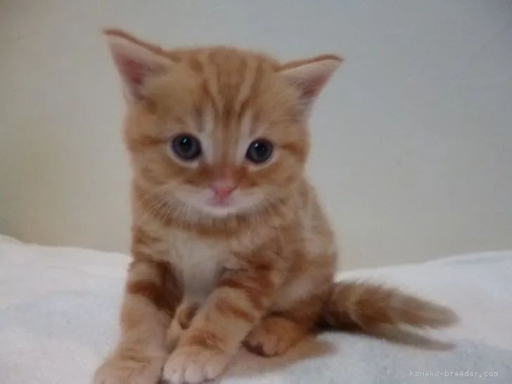 トマト 様のお迎えした子猫