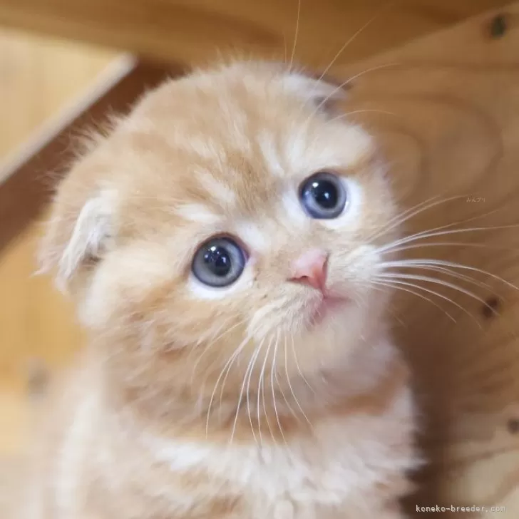 ID:2410-01545の子猫