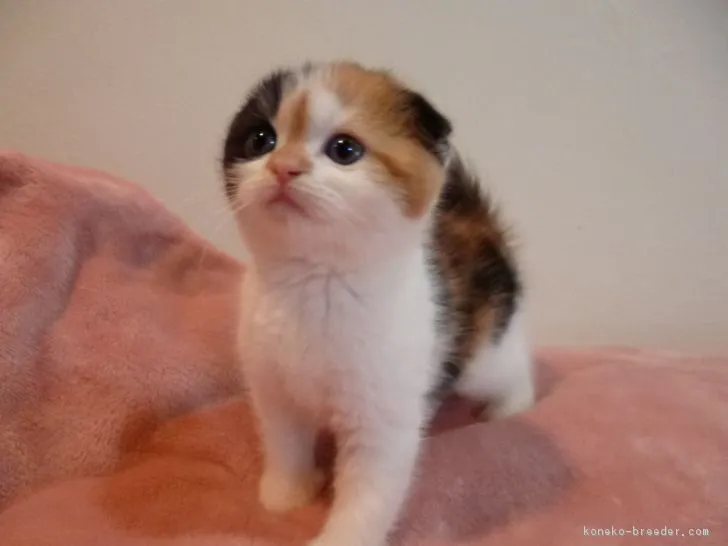 ID:1707-00455の子猫