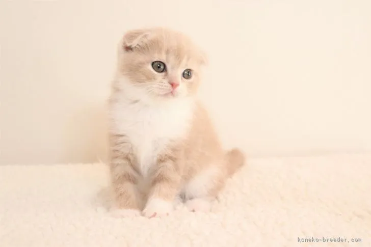 ID:1806-00095の子猫