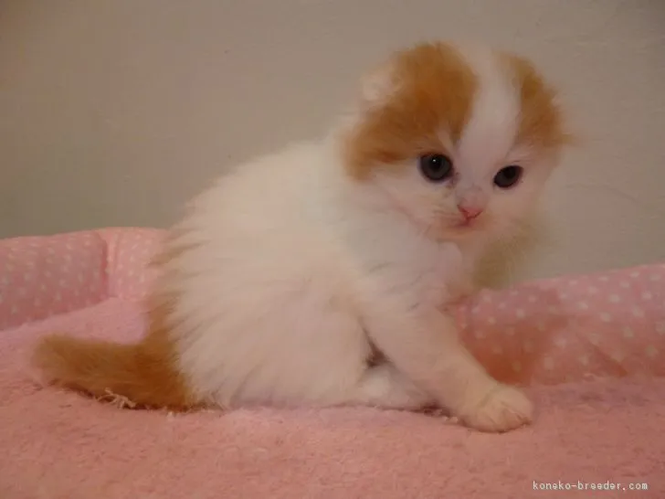 ID：1705-01129の子猫