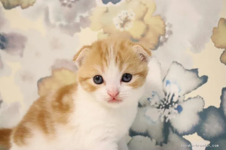 ID：2009-01249の子猫