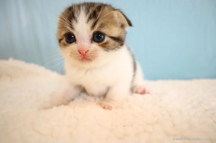 まさるの母 様のお迎えした子猫