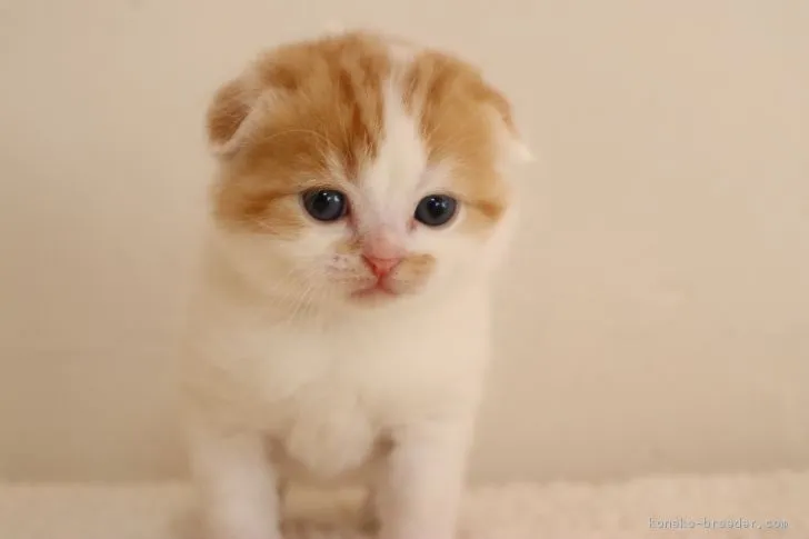 ID：1903-01680の子猫