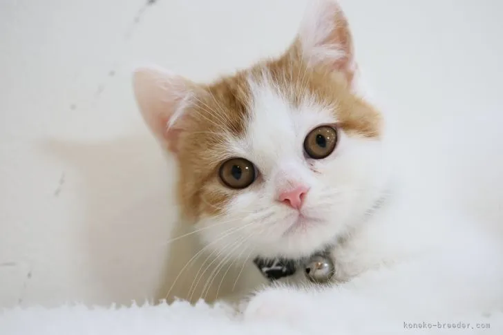 ID:2203-01115の子猫