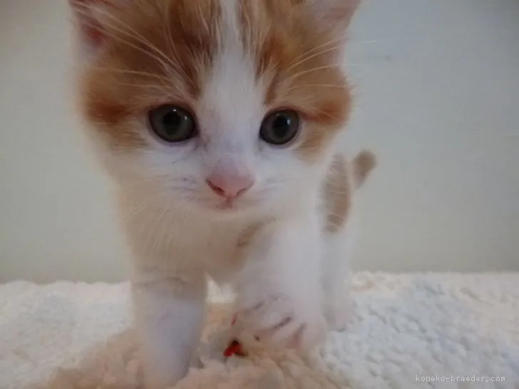 cossi 様のお迎えした子猫