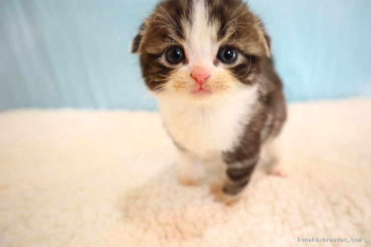 よっちゃん 様のお迎えした子猫