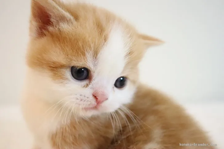 ID：2004-00835の子猫