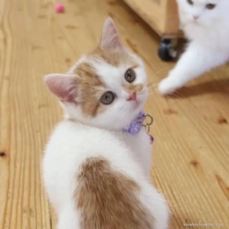 ID：2309-01519の子猫