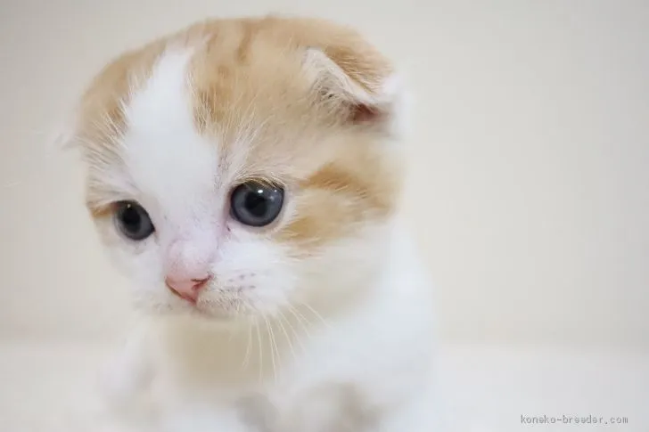 ID:2011-01563の子猫