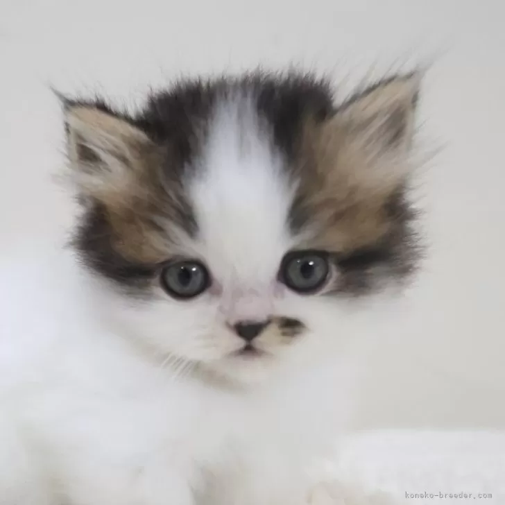 ID：2405-03777の子猫