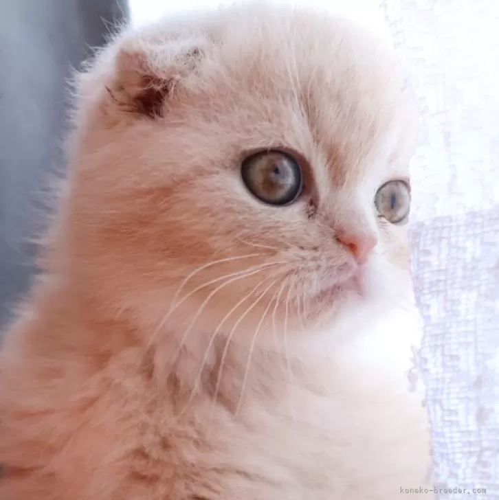 ID：2404-01473の子猫