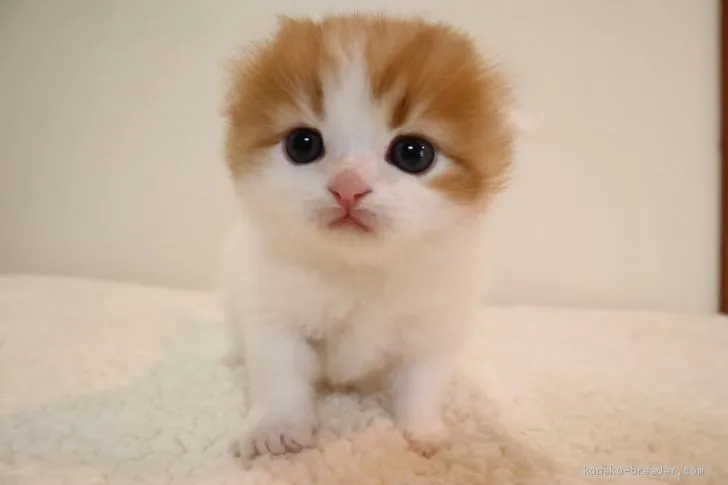 スコティッシュフォールド(折れ耳)【兵庫県・男の子・2019年3月14日・レッド&amp;ホワイト】の写真1「４/１１撮影」