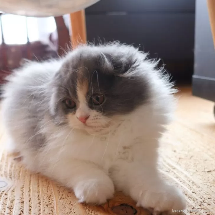 ID:2312-01847の子猫