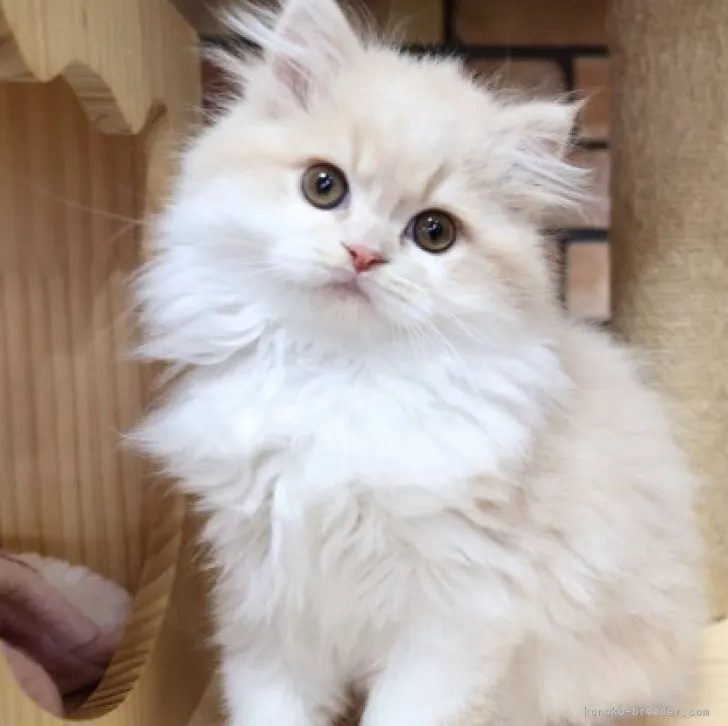 ID：2302-00968の子猫