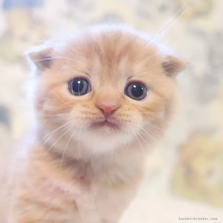 ID：2410-00874の子猫