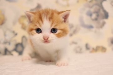 スコティッシュフォールド【兵庫県・男の子・2021年10月7日・レッドタビー&ホワイト（ショート）】の写真「人気のレッドタビ―＆ホワイト　立耳の可愛い男子」
