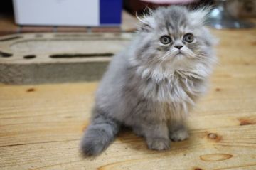 ミヌエット【兵庫県・女の子・2022年3月5日・ブルータビ―（セミロング）】の写真「とても可愛いミヌエット女の子　性格はすごくいいです」