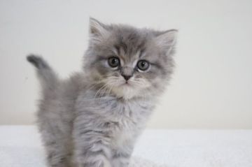 ミヌエット【兵庫県・男の子・2022年3月3日・ブルータビ―（ショート）】の写真「お雛祭り生れ　ミヌエットの男の子」