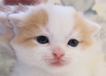 スコティッシュフォールド【兵庫県・女の子・2022年2月24日・レッド&ホワイト(ショート)】の写真「綺麗なレッド&ホワイト女の子」