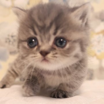 ミヌエット【兵庫県・男の子・2024年1月12日・ブルー（ショート）】の写真「極上ミヌエット　とても可愛い、極短足ブルーの男子」