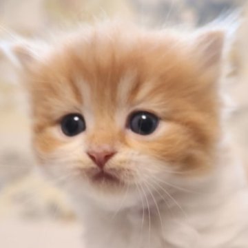 スコティッシュフォールド【兵庫県・男の子・2023年11月16日・レッドタビ―&ホワイト（セミロング）】の写真「立耳レッドタビ―＆ホワイト　ママ似のカワイイ男の子」